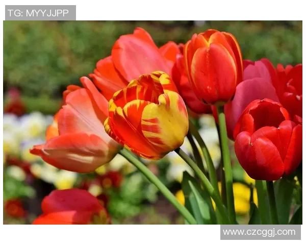 TES在DOTA2比赛中的控制策略分析与成败得失探讨 TES在DOTA2比赛中的控制策略分析与成败得失探讨